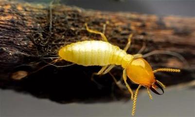 科學防治，守護家園 廣州專業白蟻防治服務，助您徹底解決蟻患